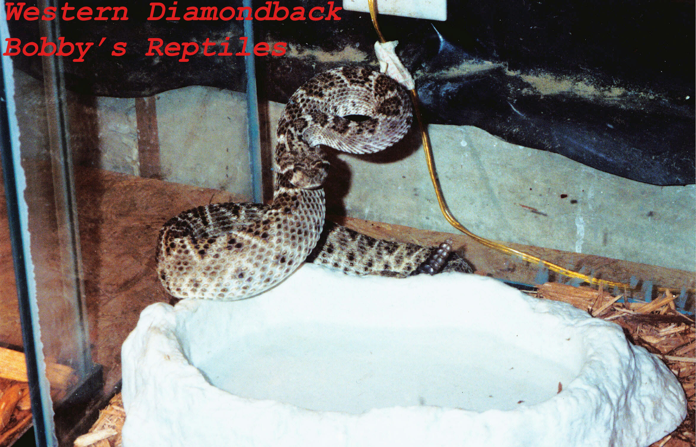 My Male Western Diamondback copy.jpg [938 Kb]